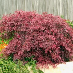 Japansk Blodfliklönn*Omnia Garden Sale