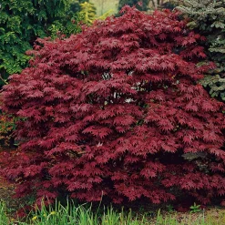 Japansk Blodlönn*Omnia Garden New