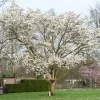 Japansk Magnolia Snövit Blomning Soligt Läge Barrot Grön Lövverk*Omnia Garden Hot