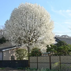 Japansk Magnolia Snövit Blomning Soligt Läge Barrot Grön Lövverk*Omnia Garden Hot