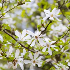 Japansk Magnolia Snövit Blomning Soligt Läge Barrot Grön Lövverk*Omnia Garden Hot