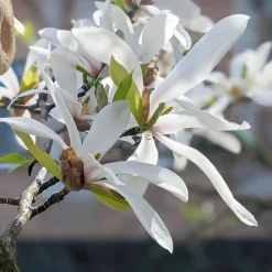 Japansk Magnolia Snövit Blomning Soligt Läge Barrot Grön Lövverk*Omnia Garden Hot