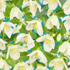 Jingle Bells 40-60 cm*Omnia Garden Sale