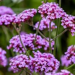 Jätteverbena*Omnia Garden Online
