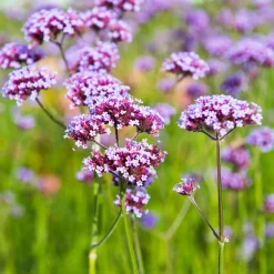 Jätteverbena*Omnia Garden Online
