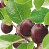 Jubileum E*Omnia Garden Hot