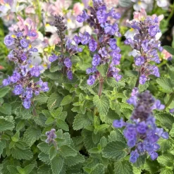 Kantnepeta Purrsian Blue*Omnia Garden New