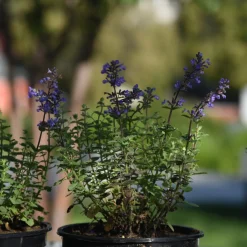 Kantnepeta Purrsian Blue*Omnia Garden New