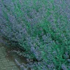 Kantnepeta Six Hills Giant*Omnia Garden Sale