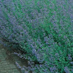 Kantnepeta Six Hills Giant*Omnia Garden Sale