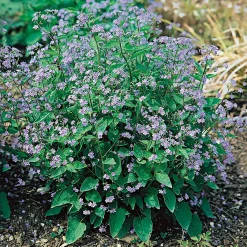 Kaukasisk Förgätmigej*Omnia Garden Online