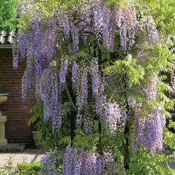 Kinesiskt Sinensis 50-80 cm*Omnia Garden Hot