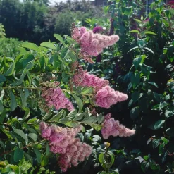 Klasespirea 50-80 cm*Omnia Garden Best