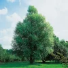 Klotpil, Grönt Lövverk, Lättodlad & Lättskött, 150-200 cm*Omnia Garden Discount