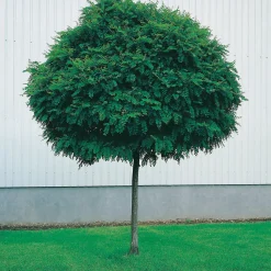 Klotrobinia*Omnia Garden