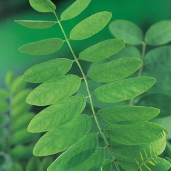 Klotrobinia*Omnia Garden