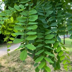 Klotrobinia*Omnia Garden