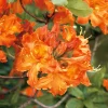 Knaphill Gibraltar 30-40 cm*Omnia Garden Discount