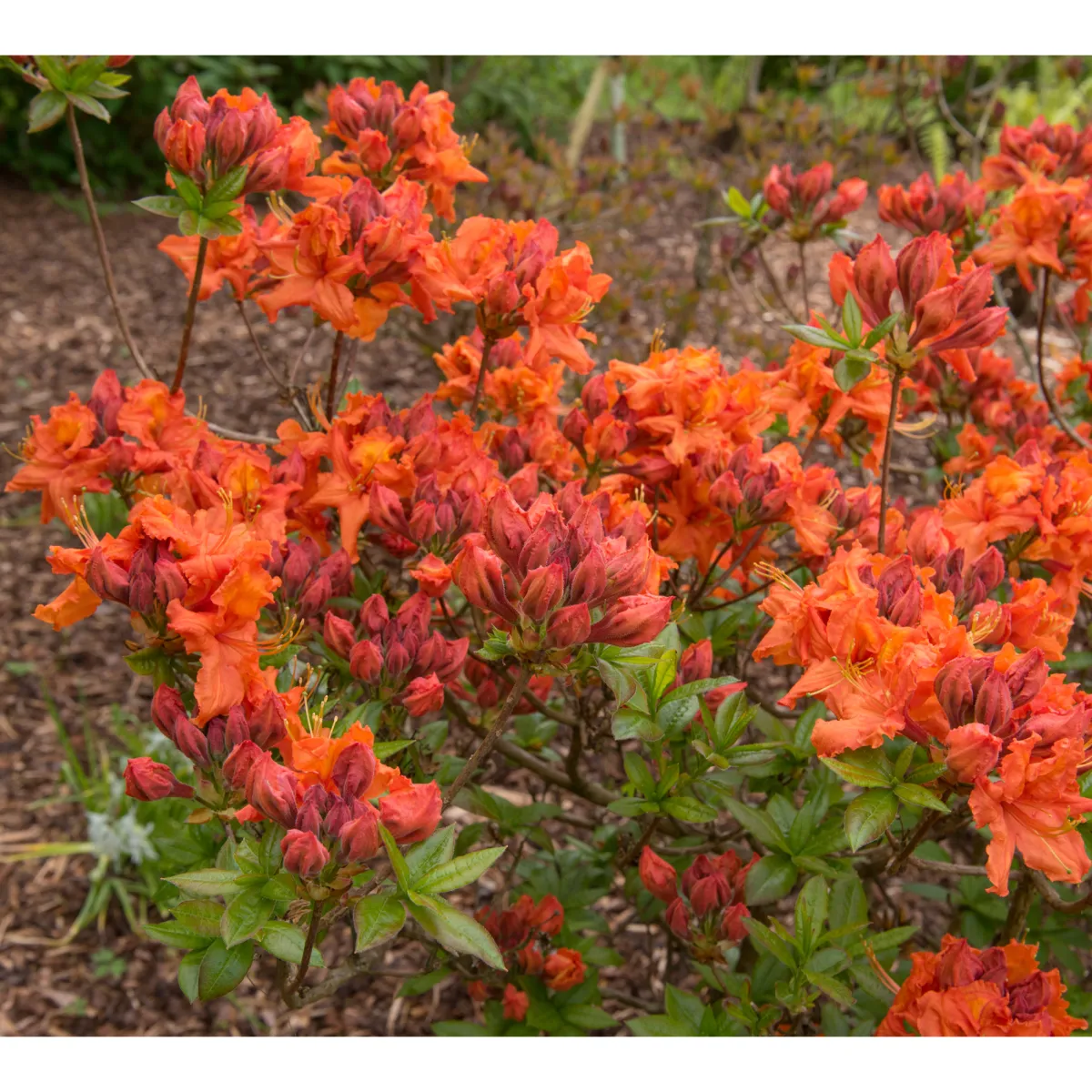 Knaphill Gibraltar 30-40 cm*Omnia Garden Discount