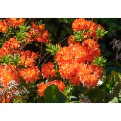 Knaphill Gibraltar 30-40 cm*Omnia Garden Discount
