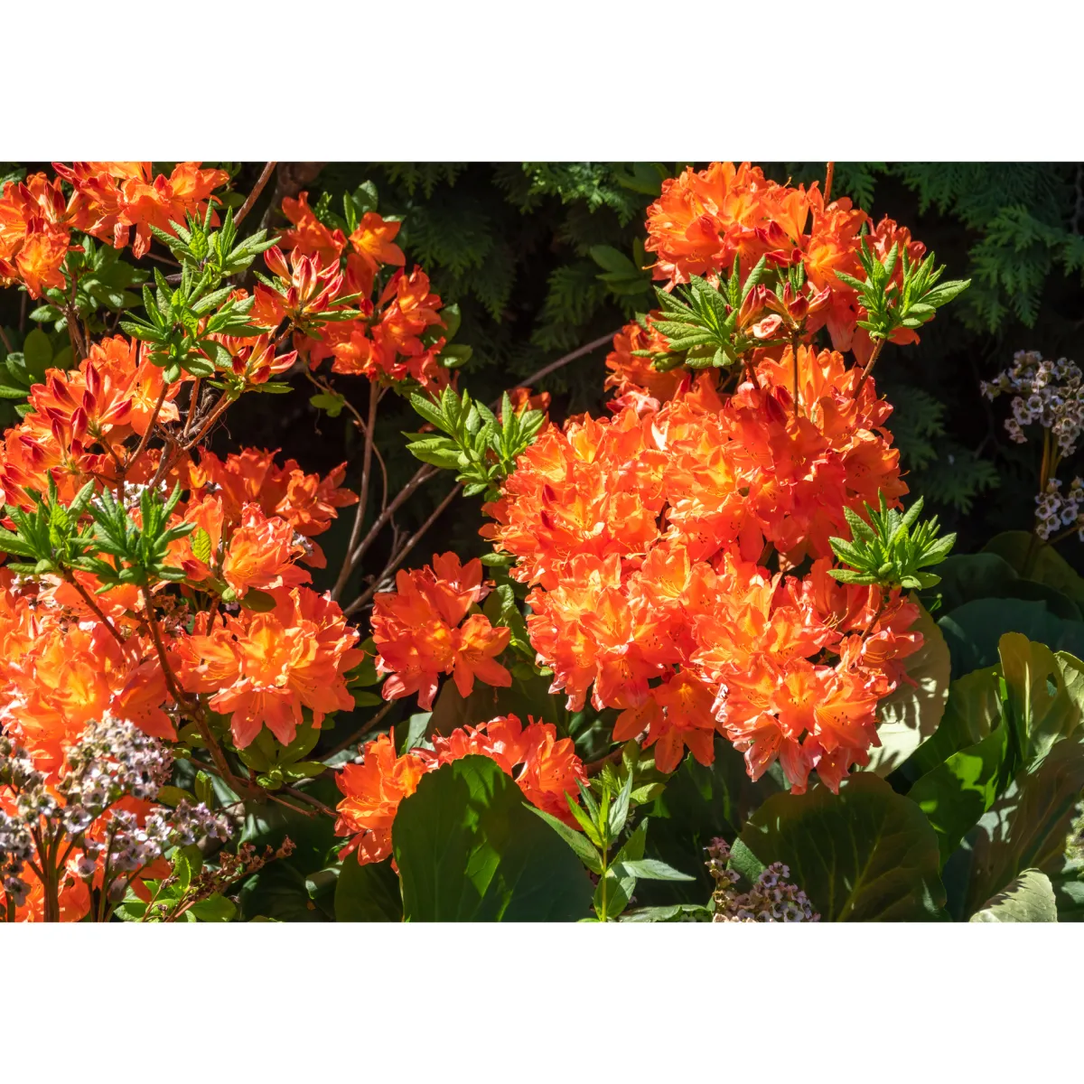 Knaphill Gibraltar 30-40 cm*Omnia Garden Discount