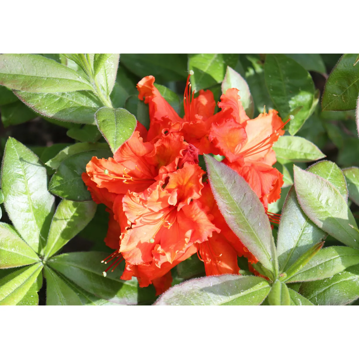 Knaphill Gibraltar 30-40 cm*Omnia Garden Discount