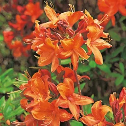 Knaphill Golden Eagle 30-40 cm*Omnia Garden Best