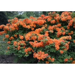Knaphill Golden Eagle 30-40 cm*Omnia Garden Best