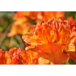 Knaphill Golden Eagle 30-40 cm*Omnia Garden Best
