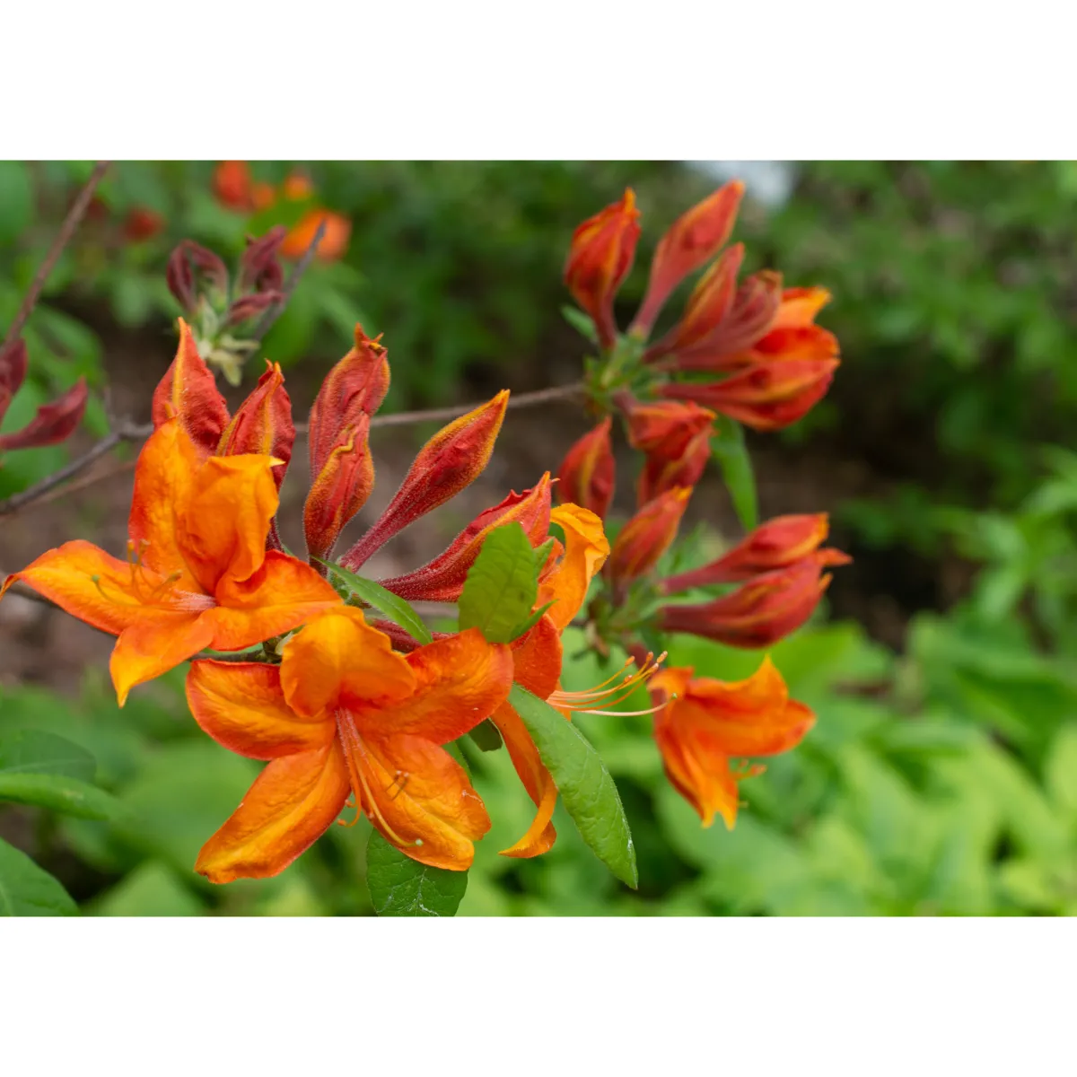Knaphill Golden Eagle 30-40 cm*Omnia Garden Best