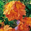 Knaphill Klondyke 30-40 cm*Omnia Garden
