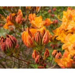 Knaphill Klondyke 30-40 cm*Omnia Garden