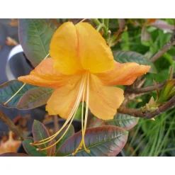 Knaphill Klondyke 30-40 cm*Omnia Garden