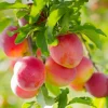 Komet Kubanskaja Kometa E*Omnia Garden Discount