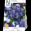 Koningin Fabiola*Nelson Garden New