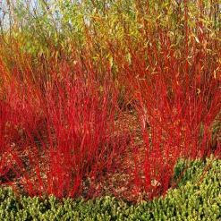 Korallkornell 50-80 cm*Omnia Garden Outlet