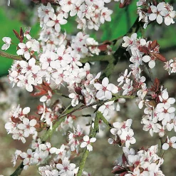 Körsbärsplommon 50-80 cm*Omnia Garden Best