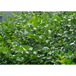 Krukodlade*Omnia Garden Clearance