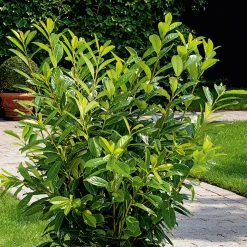 Lagerhägg Novita*Omnia Garden New