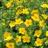 Ölandstok 30-50cm Krukodlade*Omnia Garden Hot