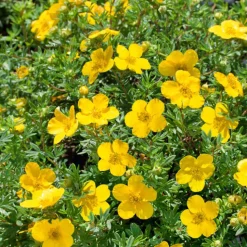 Ölandstok 30-50cm Krukodlade*Omnia Garden Hot