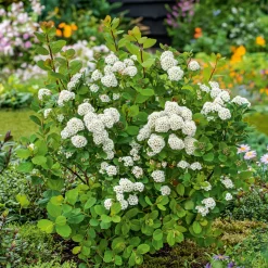 Liguster 30-50cm Krukodlade*Omnia Garden Online