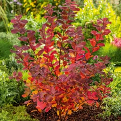 Liguster 30-50cm Krukodlade*Omnia Garden Online