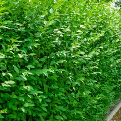 Liguster 30-50cm Krukodlade*Omnia Garden Online
