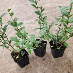Liguster 30-50cm Krukodlade*Omnia Garden Online
