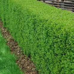 Liguster 30-50cm Krukodlade*Omnia Garden Online