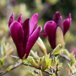 Liljemagnolia Nigra 60-80 cm*Omnia Garden Online