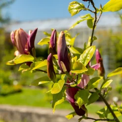 Liljemagnolia Nigra 60-80 cm*Omnia Garden Online