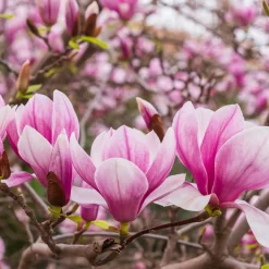 Liljemagnolia Nigra 60-80 cm*Omnia Garden Online