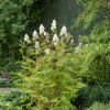 Liten Rönnspirea Maia E*Omnia Garden Hot